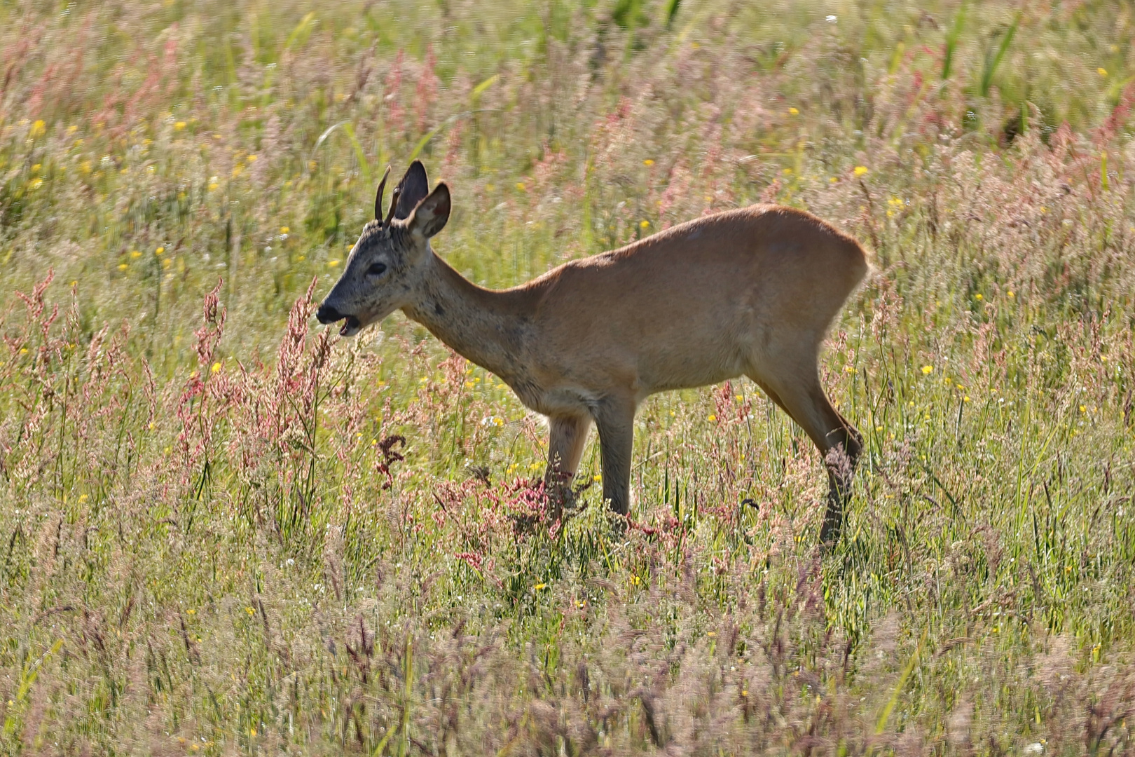 Jährlingsbock