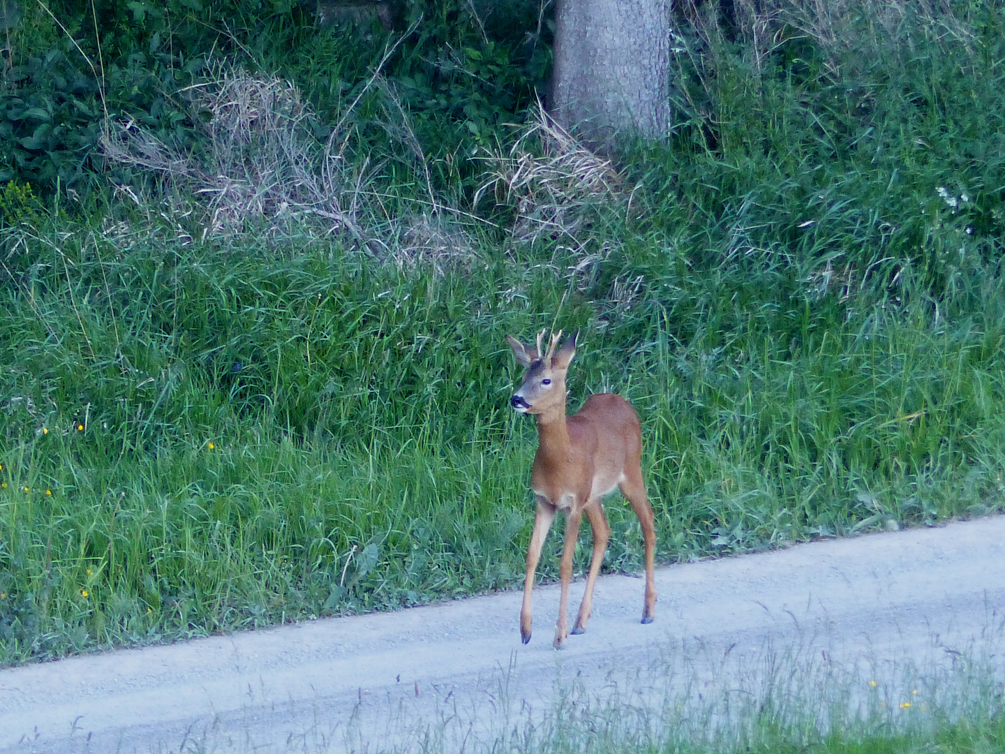 Jährlingsbock im Juni