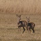 Jährlingsbock u. Schmalreh