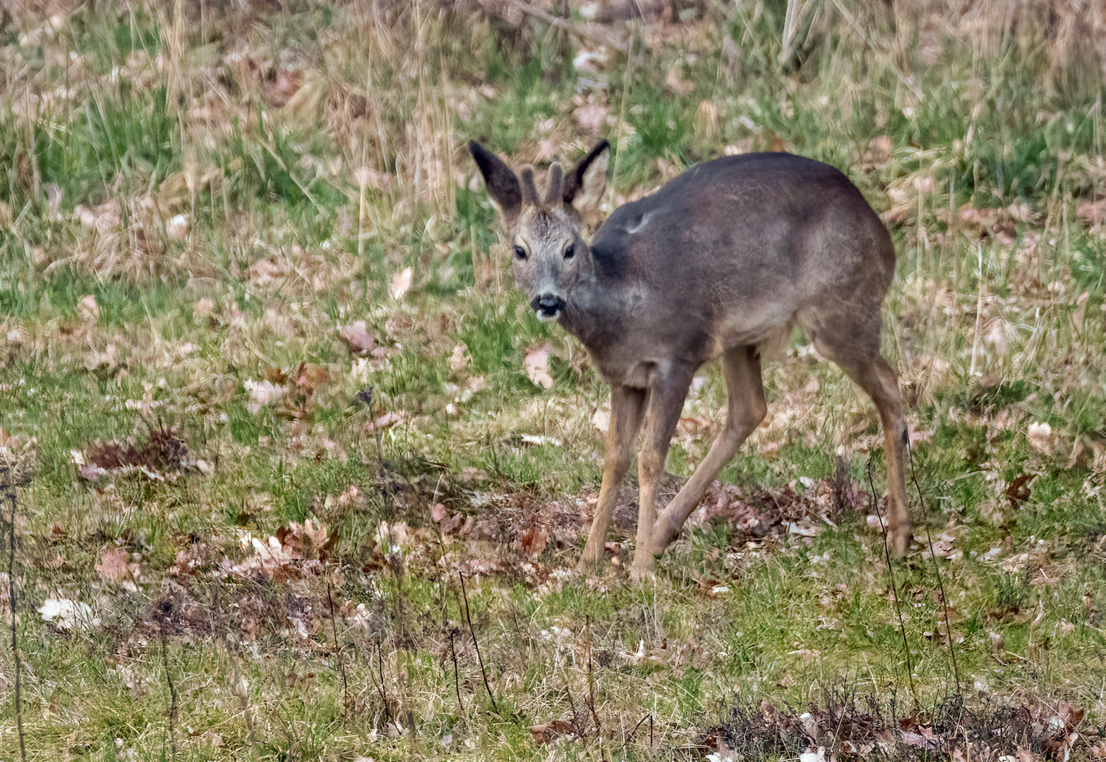 "Jährlingsbock", wenn ich richtig liege?