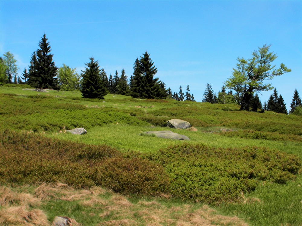 Jährlingsschachten im Mai