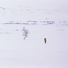 Jämtland mit Schneeschuhen #17