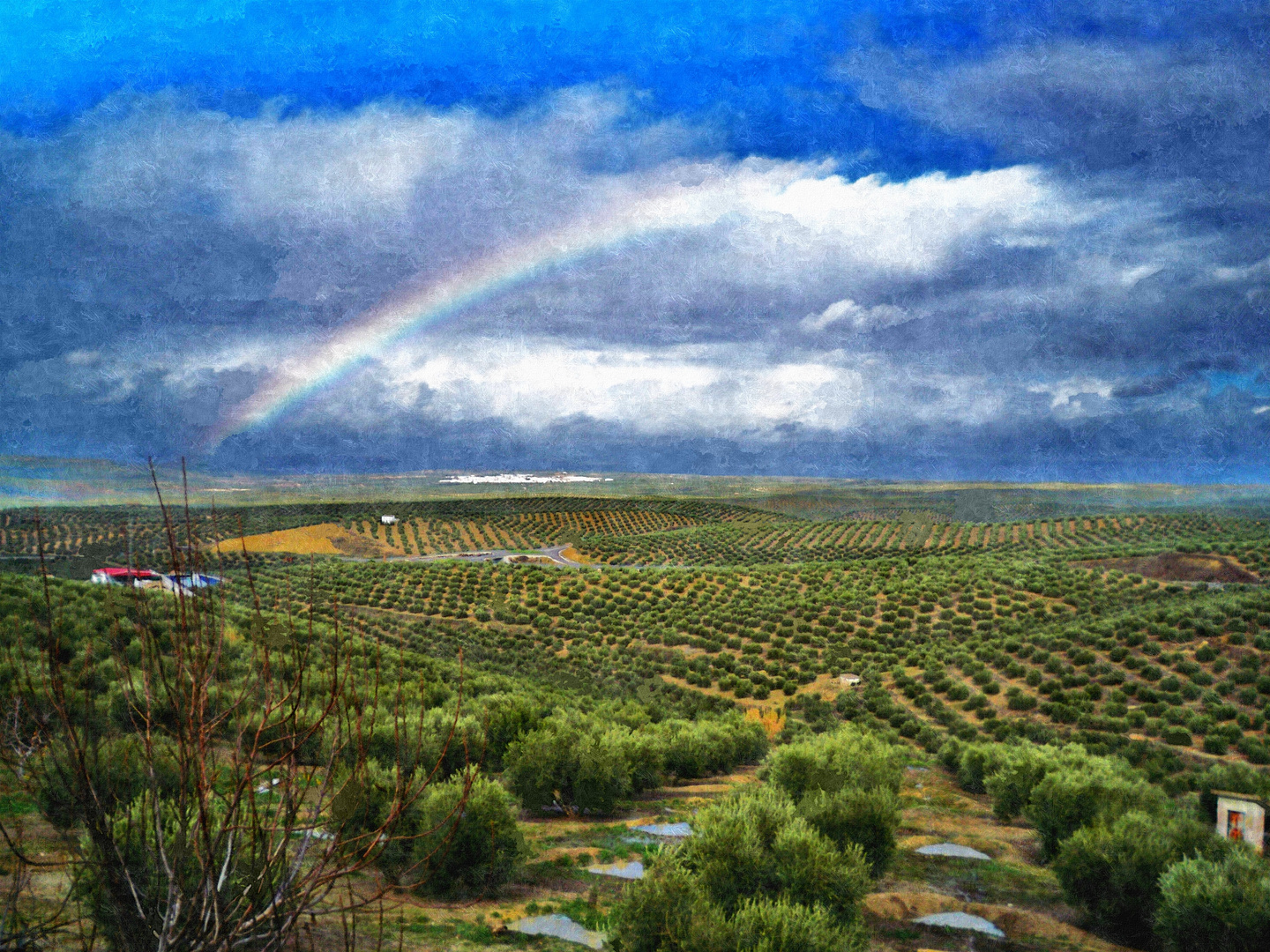 Jaen y sus olivos.