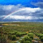 Jaen y sus olivos.