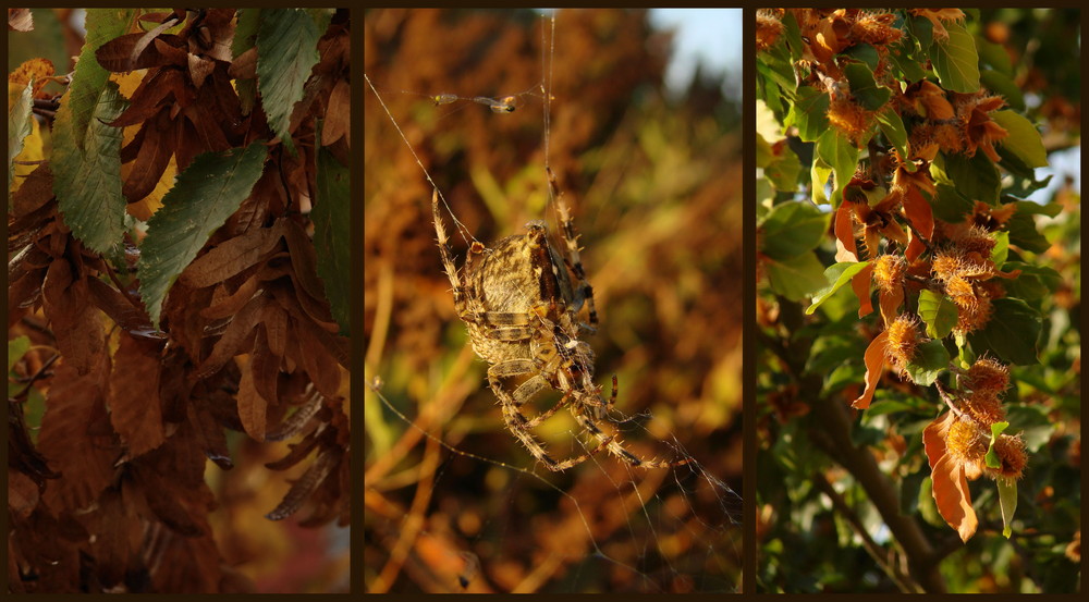 ja...er ist da...der Herbst