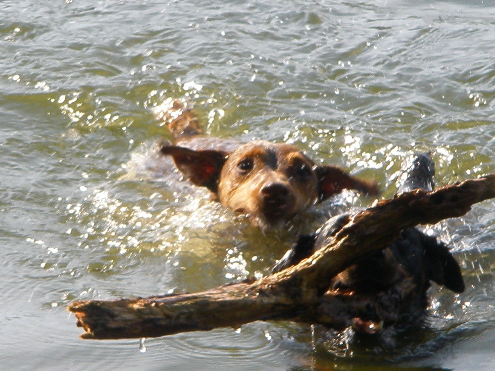 jag terrier à l'eau