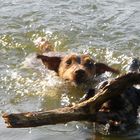 jag terrier à l'eau