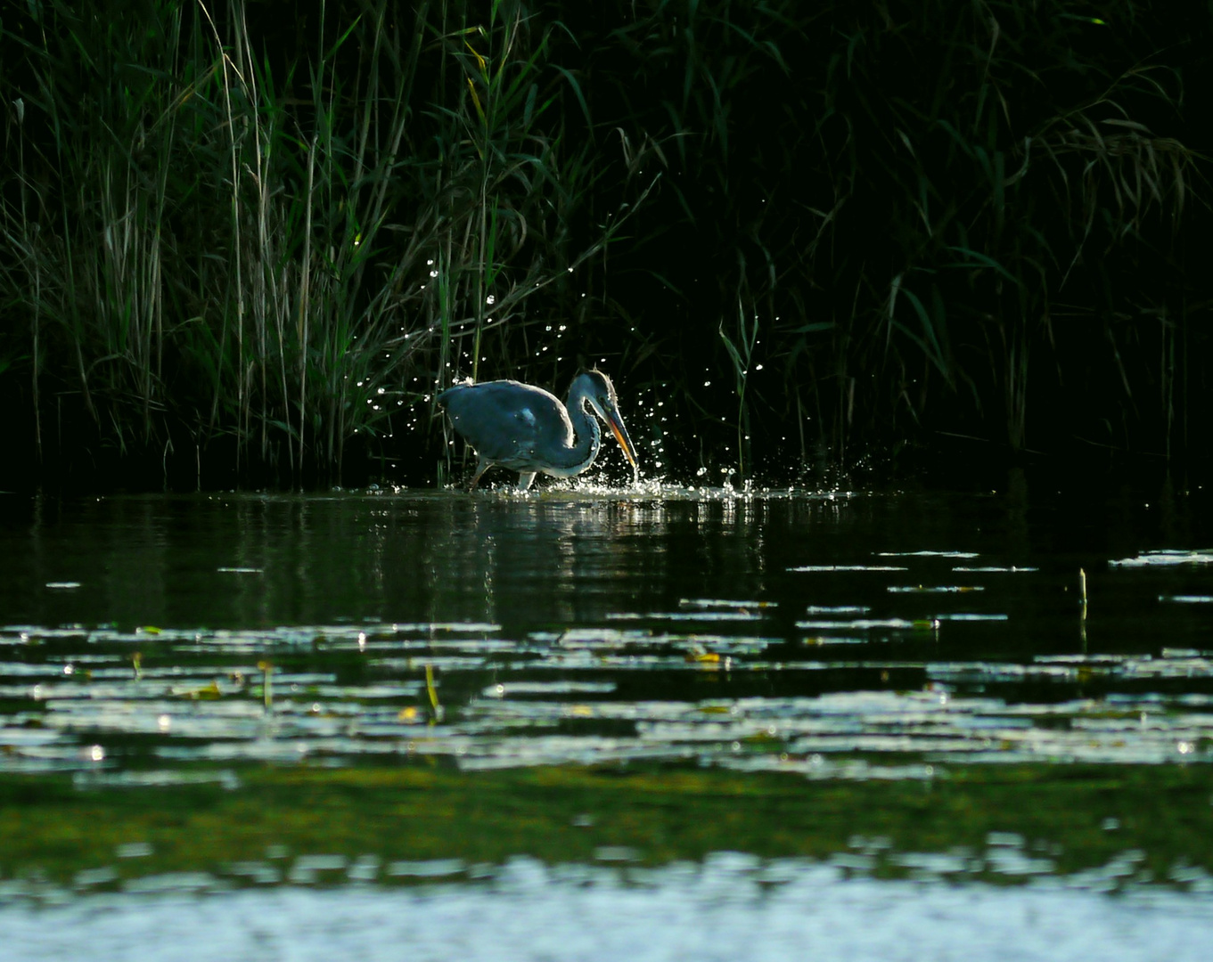 Jagd am frühen Morgen