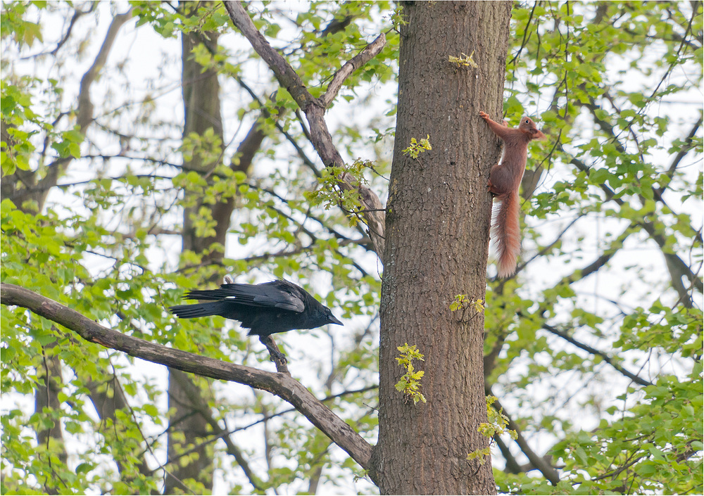 Jagd auf den Eierdieb!