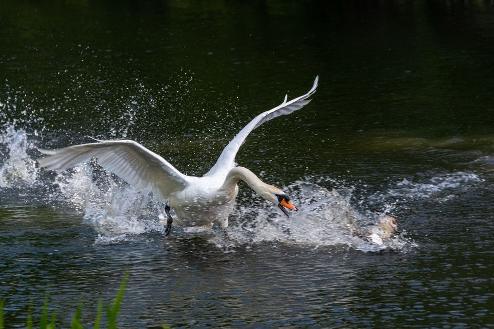 Jagd auf die Nilgans