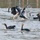 JAGD AUF GANZ GROSSE FISCHE