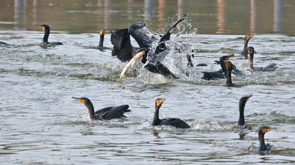 JAGD AUF GANZ GROSSE FISCHE