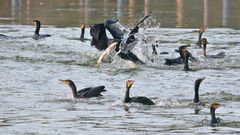 JAGD AUF GANZ GROSSE FISCHE