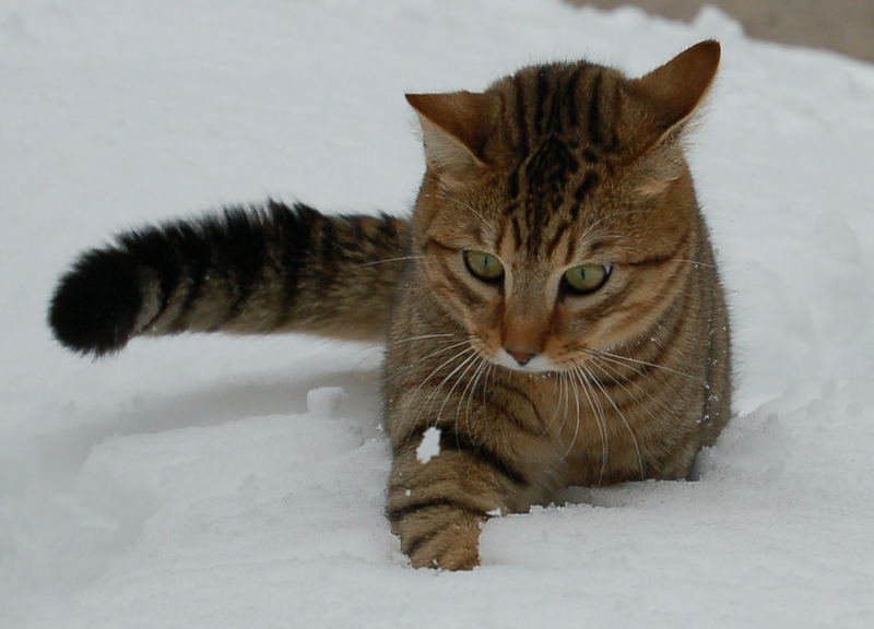 Jagd auf Schneeklumpen