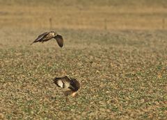 Jagd auf Zwergtrappe ?