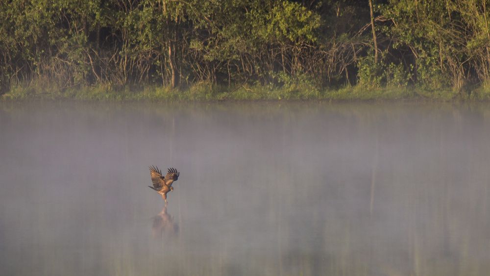 Jagd im Nebel