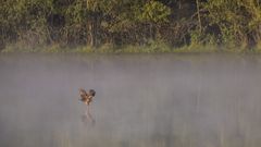 Jagd im Nebel