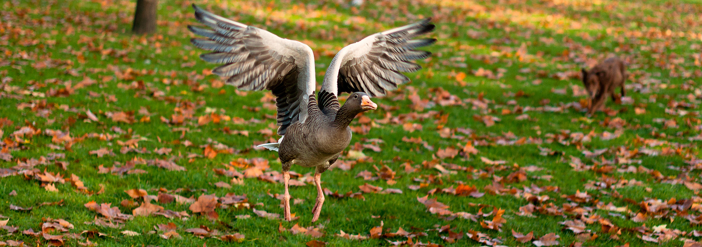 Jagd im Park