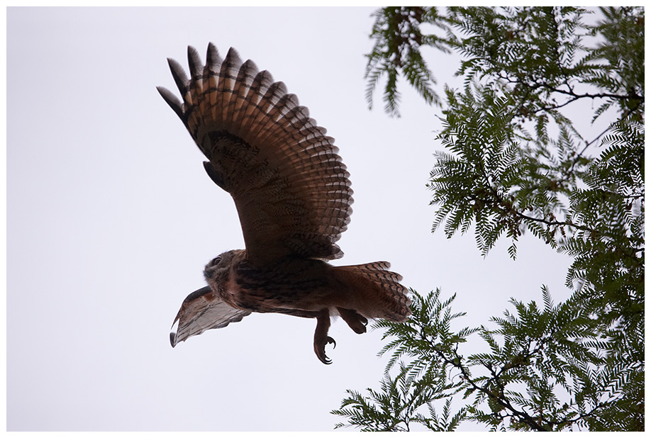 Jagd in der Dämmerung