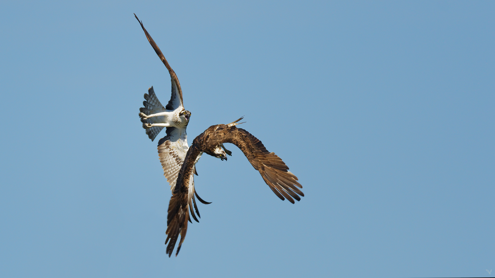 Jagd Manöver zwischen den Fischadlern (Pandion haliaetus)