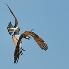 Jagd Manöver zwischen den Fischadlern (Pandion haliaetus)