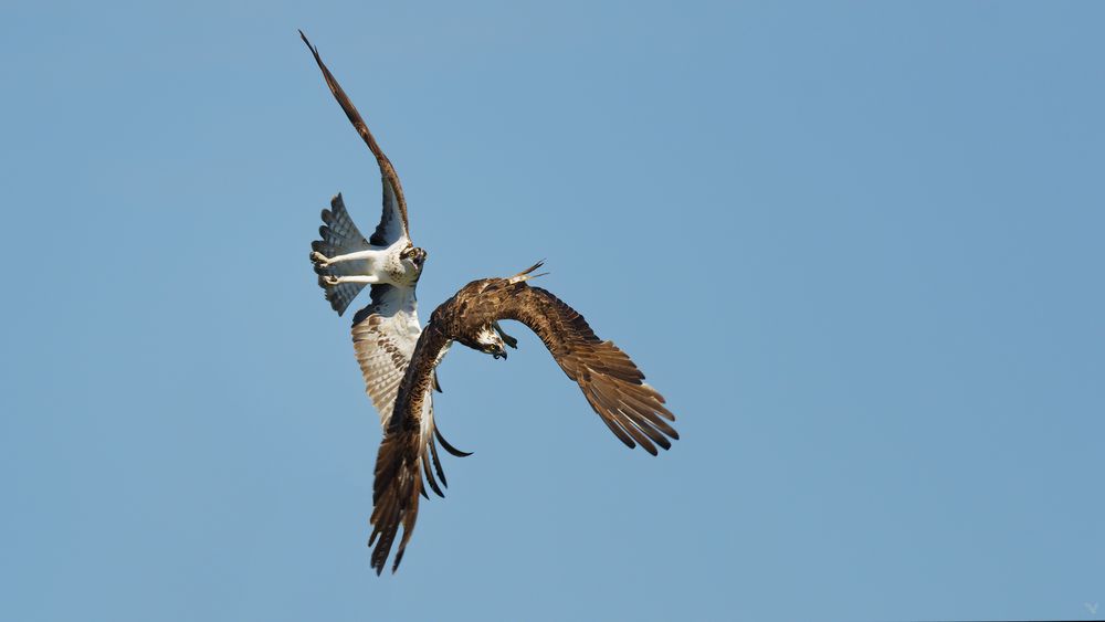 Jagd Manöver zwischen den Fischadlern (Pandion haliaetus)