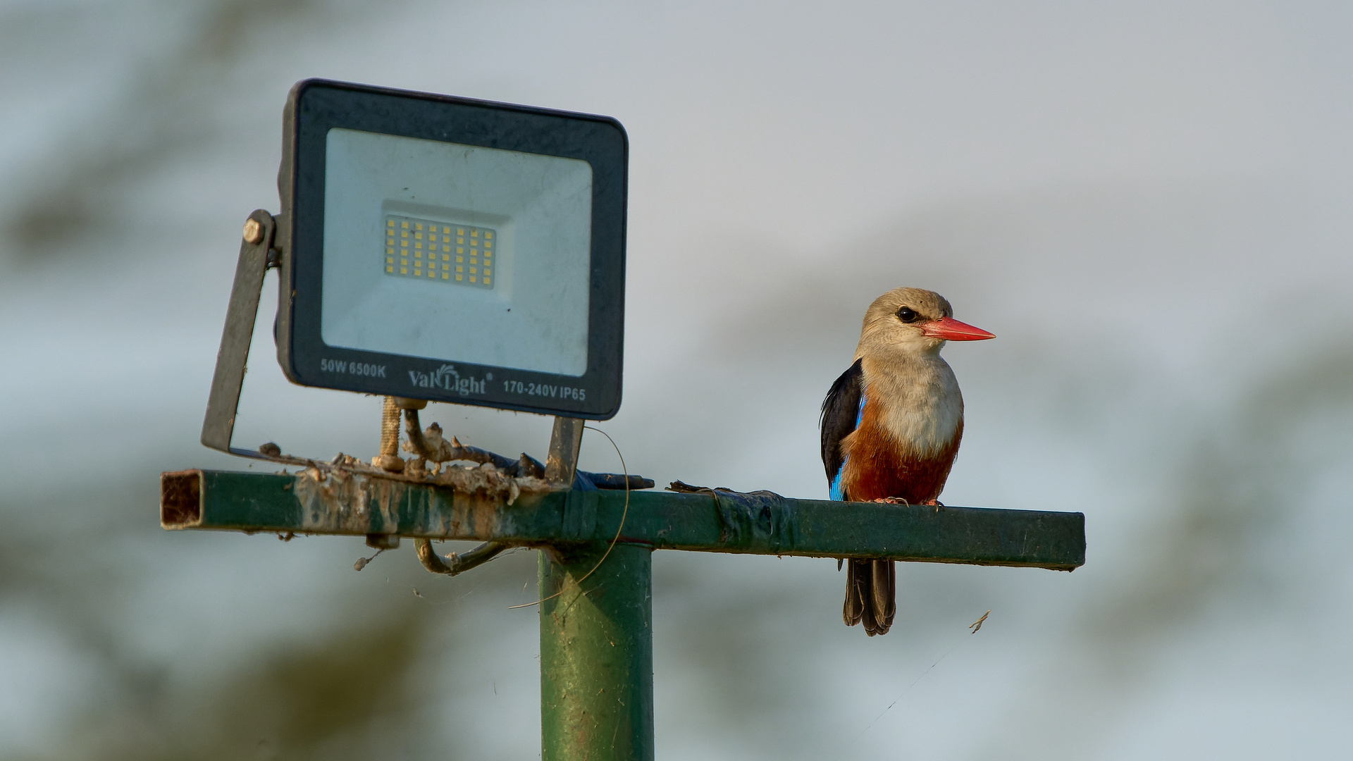 Jagd mit Flutlicht