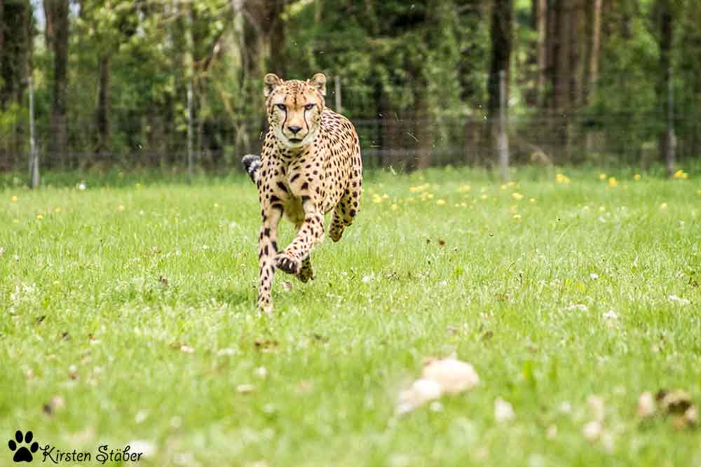 Jagd nach Beute