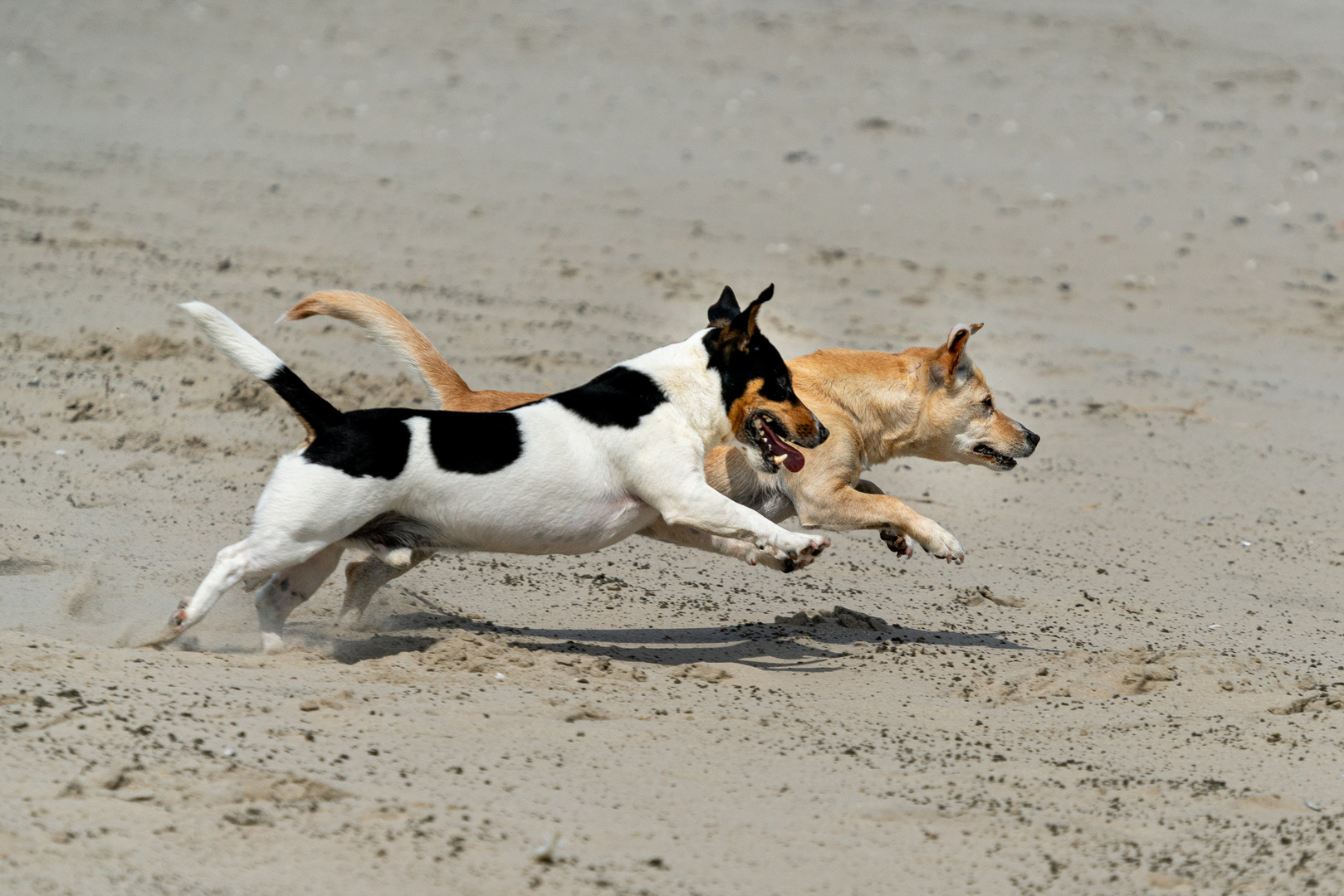 Jagd nach dem Ball