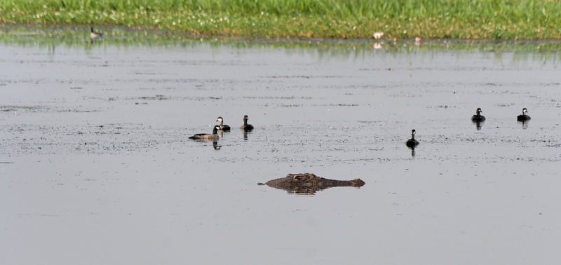 Jagd nach Enten?