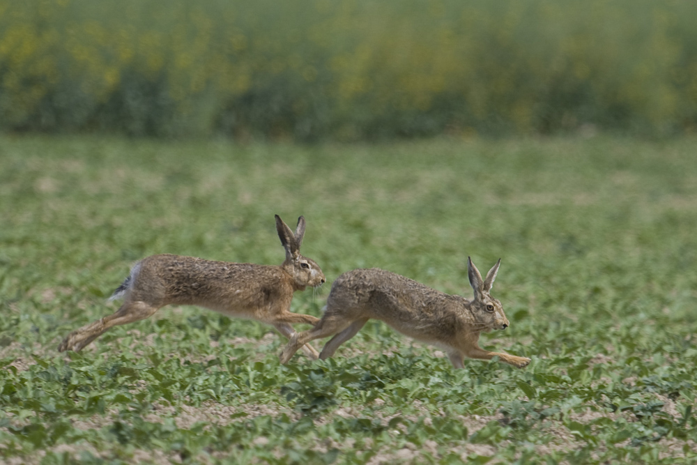 Jagd oder Balz ?