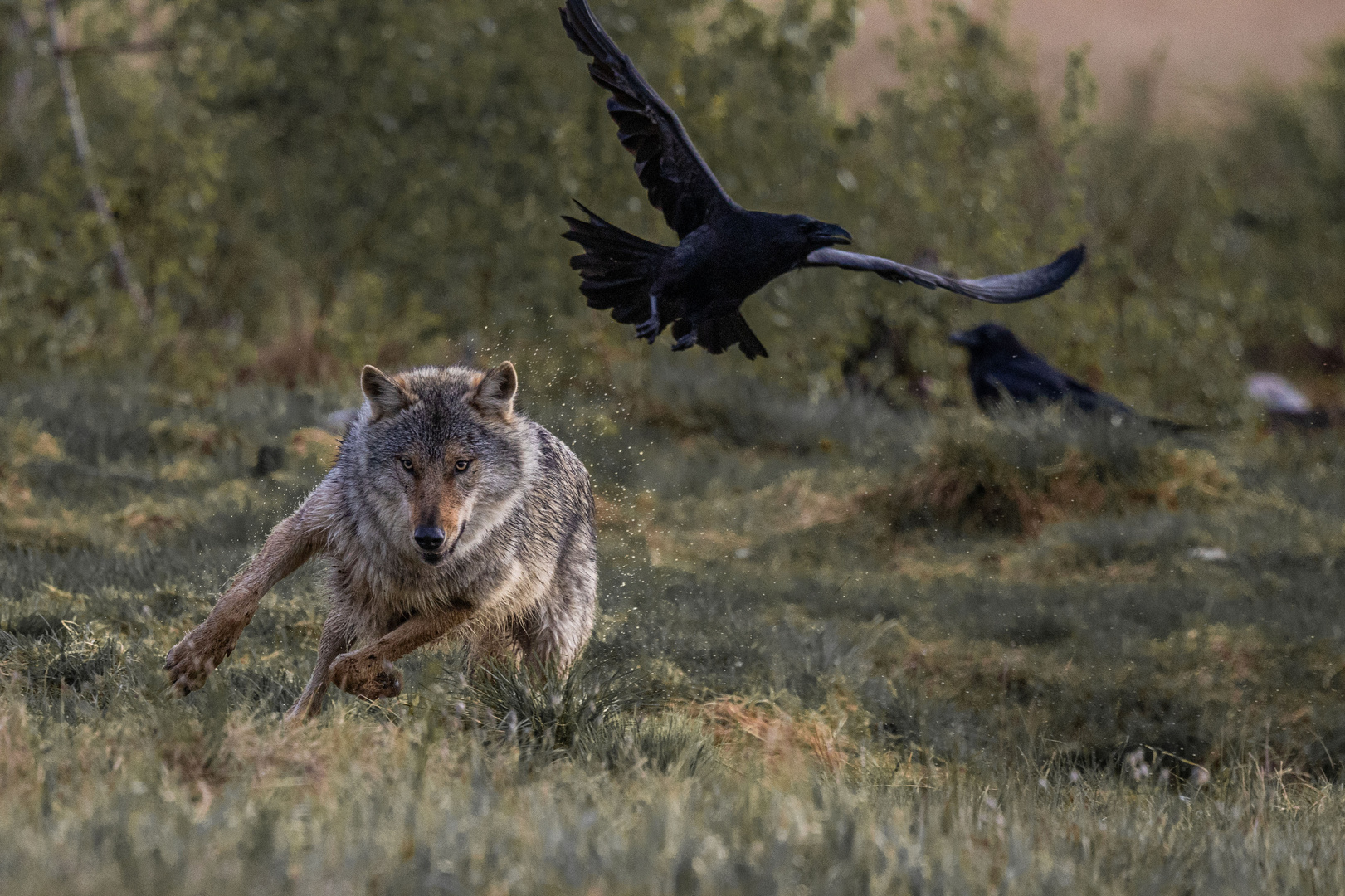 Jagd oder Spiel DC3A8851.jpg bps2 Foto & Bild tiere, wildlife