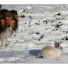 Jagd-Sheltie