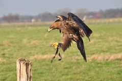 Jagd Steinadler