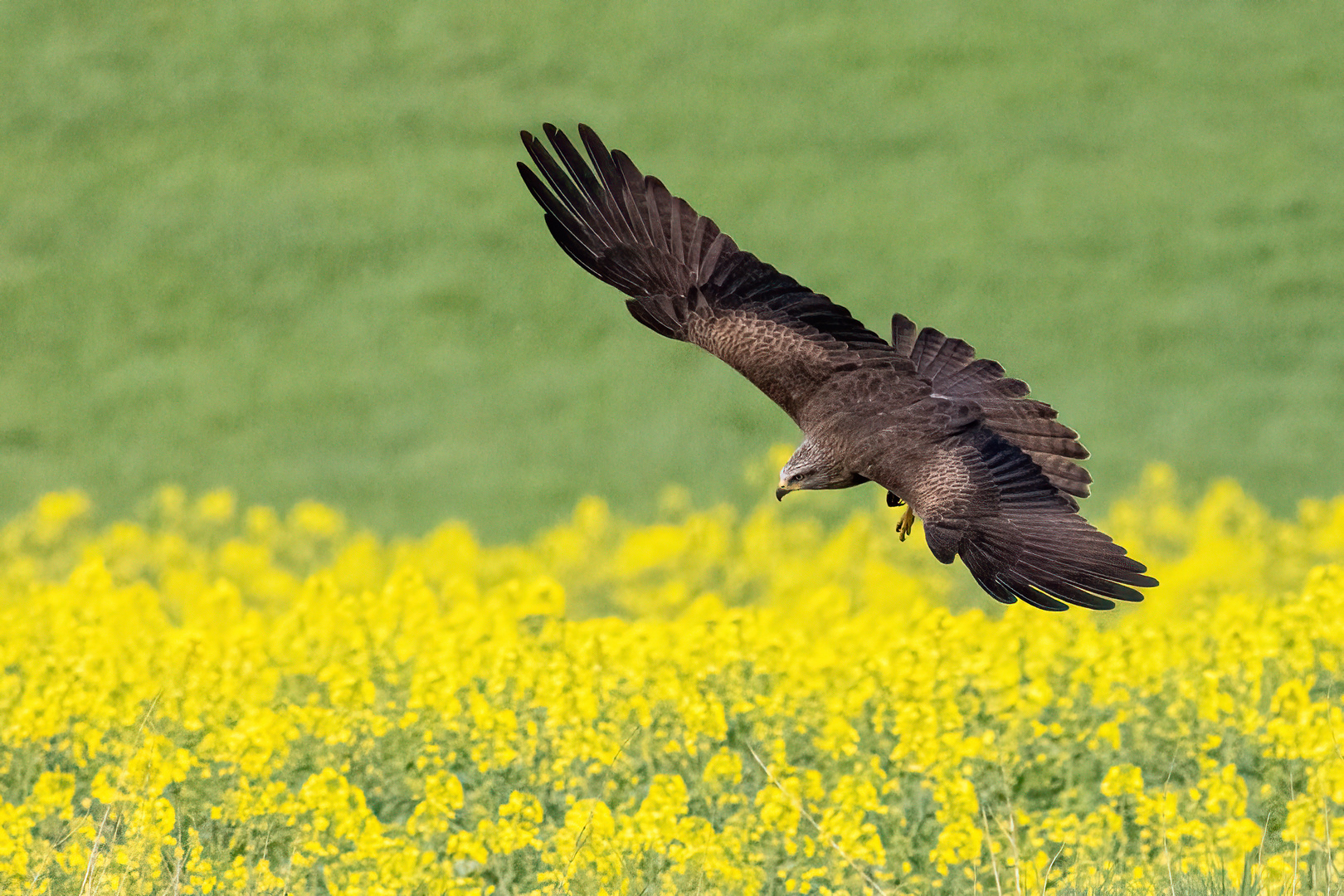 Jagd über dem Rapsfeld