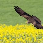 Jagd über dem Rapsfeld