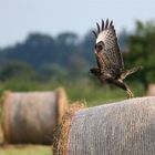 Jagdansitze für nur sehr kurze Zeit