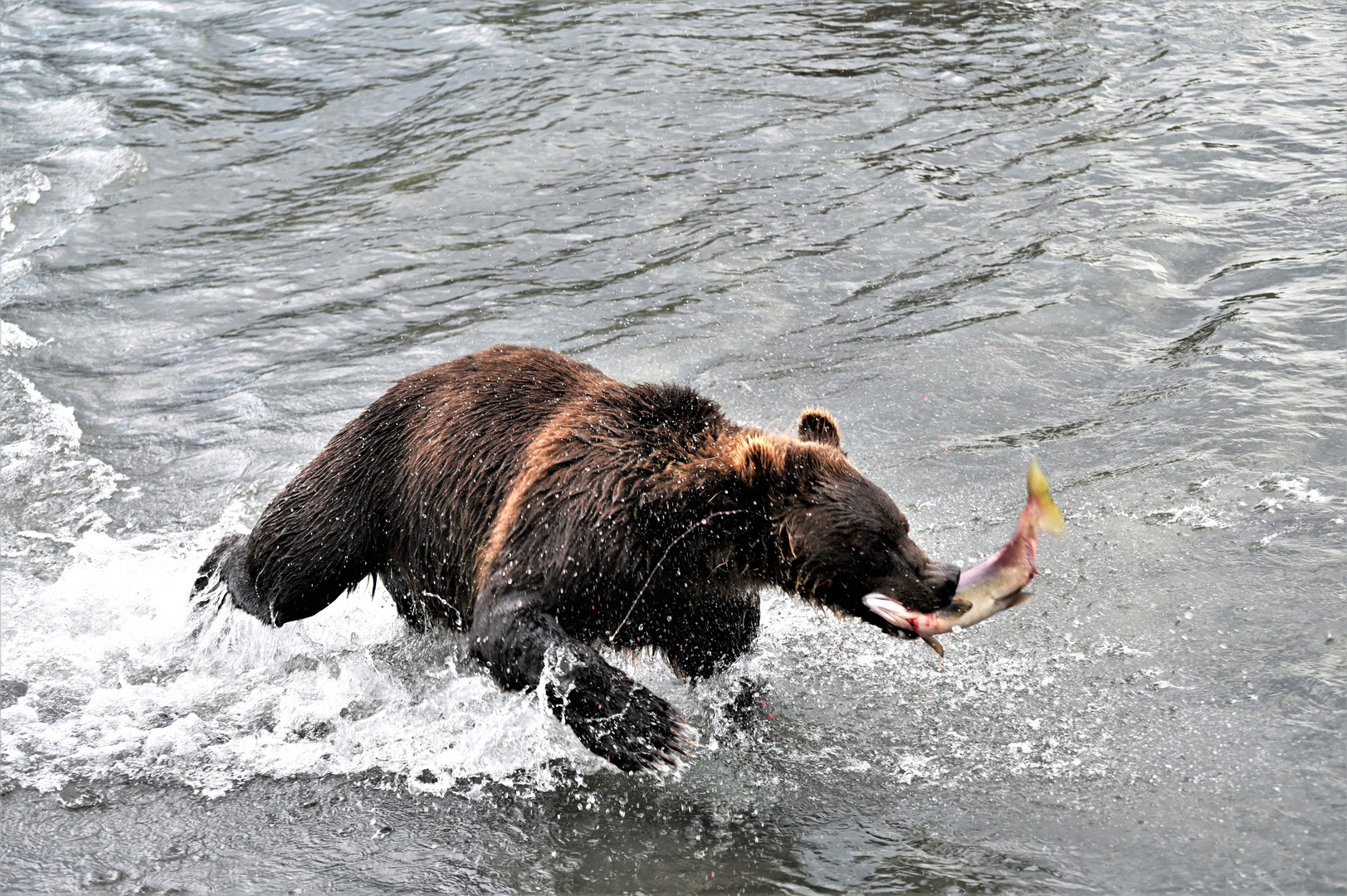 Jagdbeute!