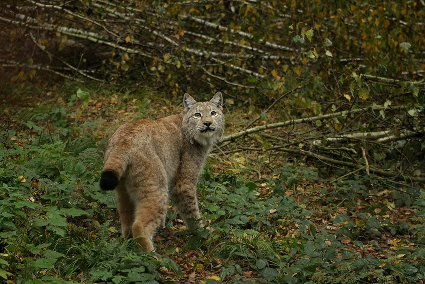 Jagdblick