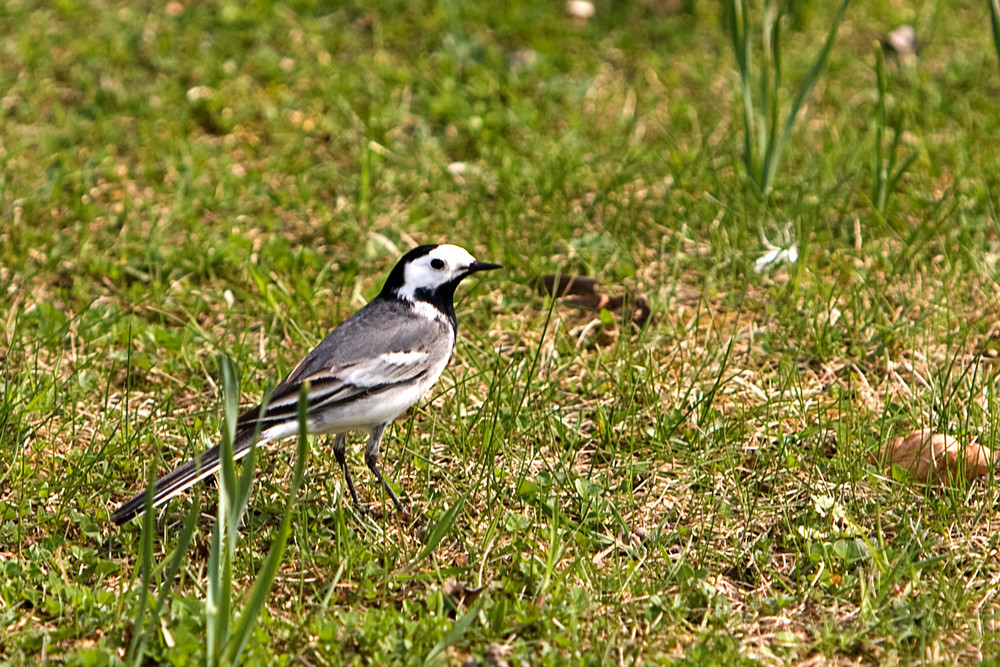 Jagderfolg am Frühlingstag