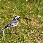 Jagderfolg am Frühlingstag