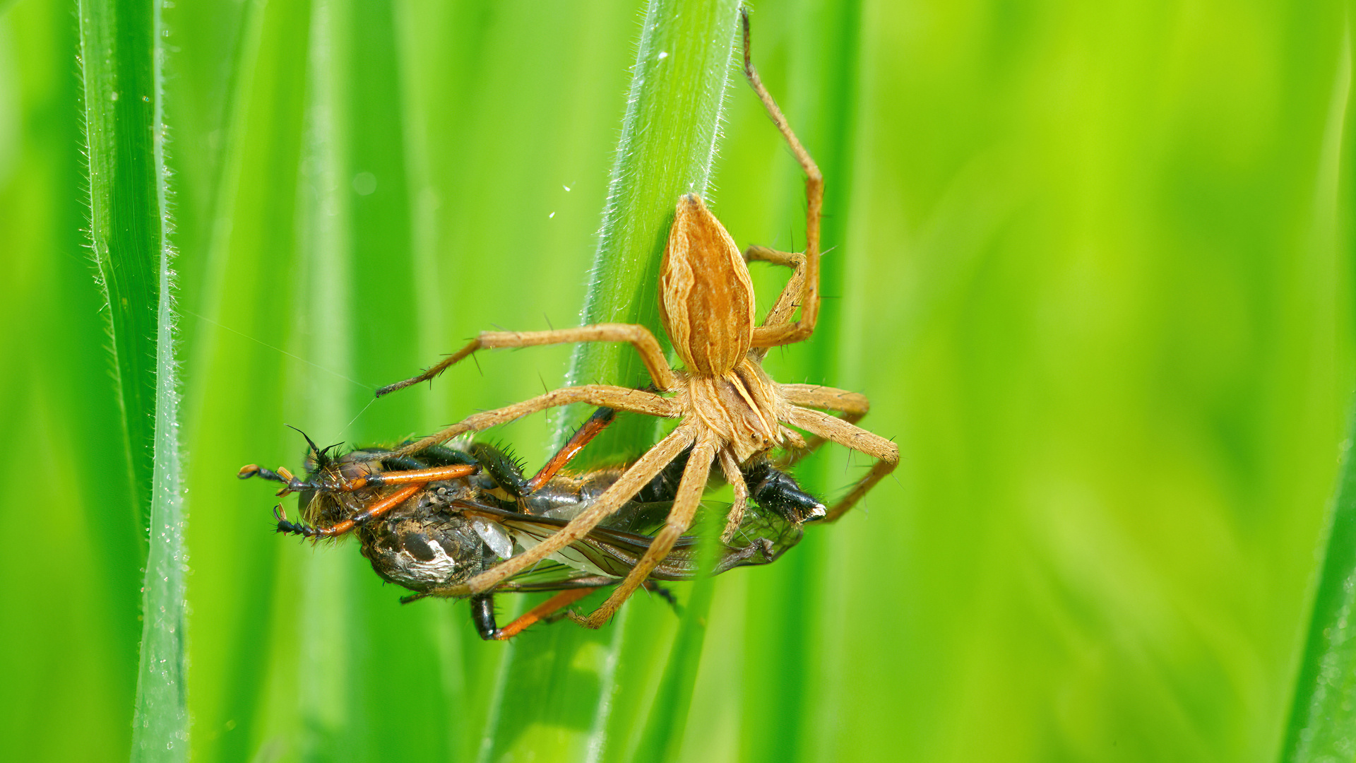 Jagderfolg der Listspinne