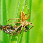 Jagderfolg der Listspinne