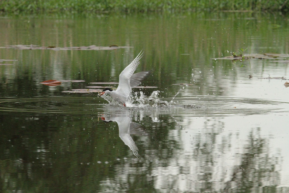 Jagderfolg einer Flußseeschwalbe