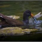 ...jagderfolg...( grünfüßige Teichhuhn)