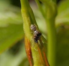 Jagderfolg - Zebraspringspinne mit ihrer Beute