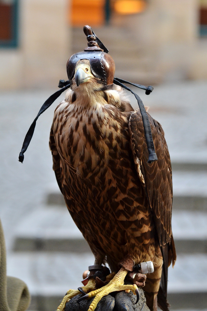 Jagdfalke im "Ruhemodus"