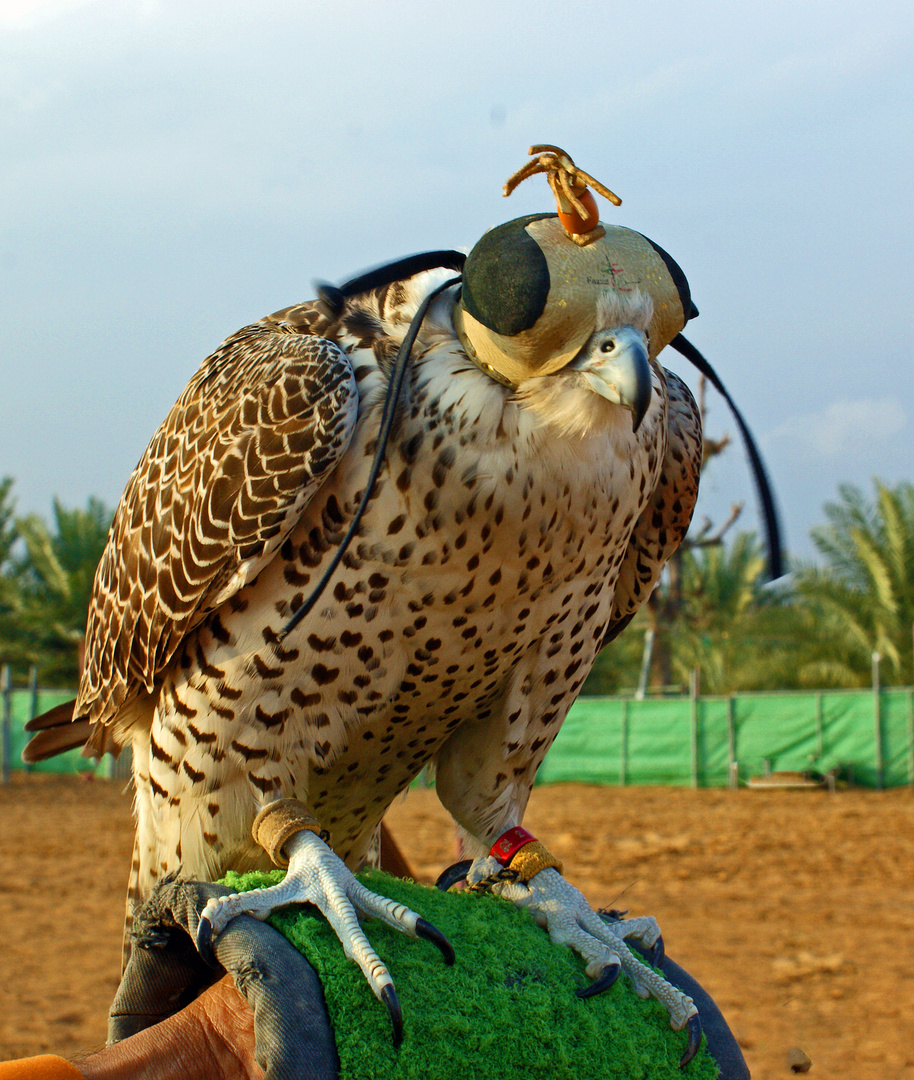 Jagdfalke in den VAE