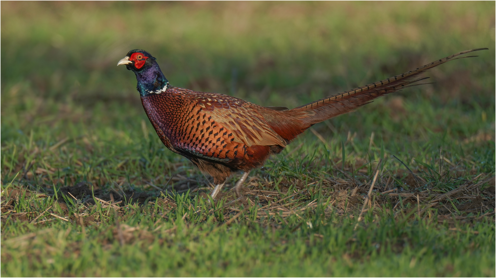 Jagdfasan Foto &amp; Bild | natur, tiere, vögel Bilder auf fotocommunity