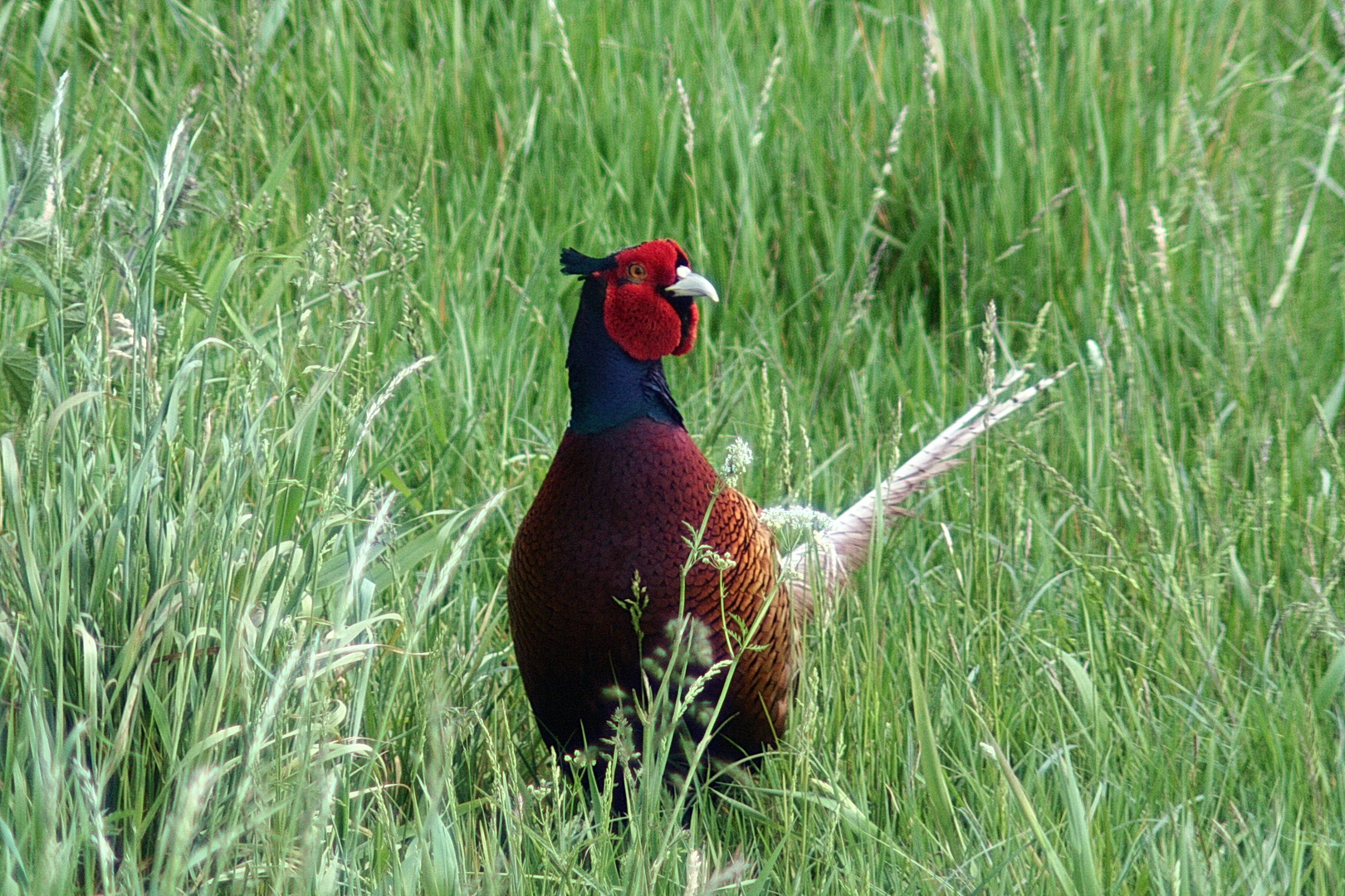 Jagdfasan Foto &amp; Bild | tiere, wildlife, wild lebende vögel Bilder auf ...